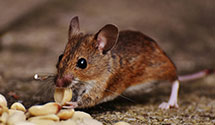 24 Hour & Emergency Exterminators in Dutch Fork, SC